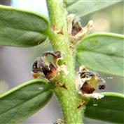  Female flowers